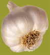 knoblauch_klein02